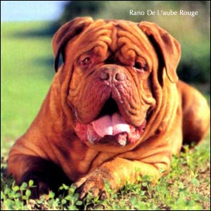 http://www.doguedebordeaux.ru/images/ddb_ranoLR1.jpg