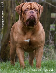 ��������� ��� Bakervill's Style Viski