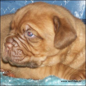 ����� ���������� ���� Bakervill's Style Viski