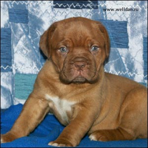 ����� ���������� ���� Bakervill's Style Viski