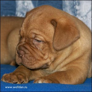 ����� ���������� ���� Bakervill's Style Viski