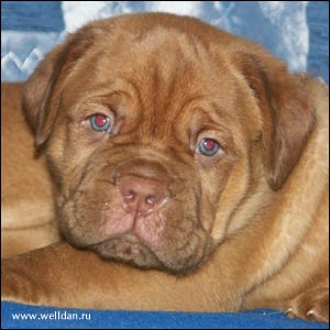 ����� ���������� ���� Bakervill's Style Viski