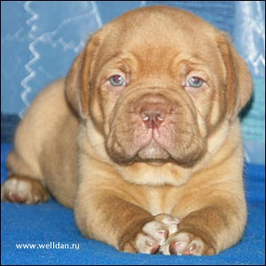 ����� ���������� ���� Bakervill's Style Viski