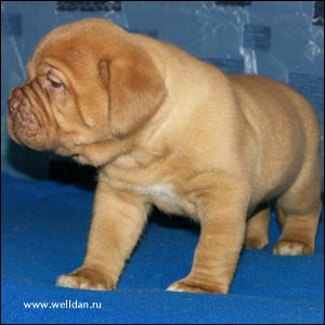 ����� ���������� ���� Bakervill's Style Viski