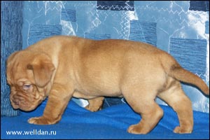 ����� ���������� ���� Bakervill's Style Viski