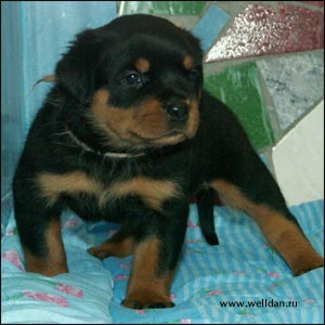 ����� ���������� Rotti's Allyans Ute