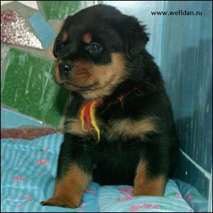 ����� ���������� Rotti's Allyans Ute
