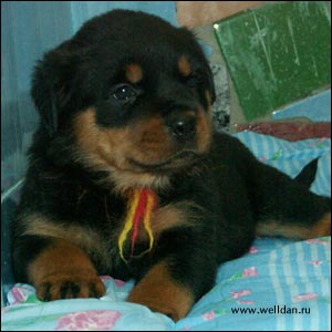 ����� ���������� Rotti's Allyans Ute