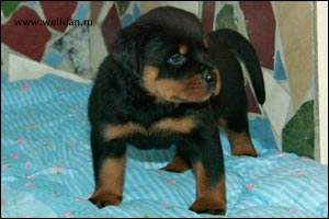 ����� ���������� Rotti's Allyans Ute