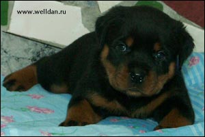 ����� ���������� Rotti's Allyans Ute