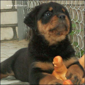����� ���������� Rotti's Allyans Ute
