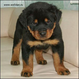 ����� ���������� Rotti's Allyans Ute
