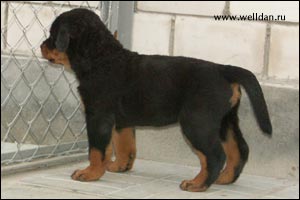 ����� ���������� Rotti's Allyans Ute