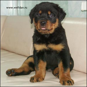 ����� ���������� Rotti's Allyans Ute