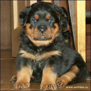����� ���������� Rotti's Allyans Vico