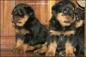 ����� ���������� Rotti's Allyans Vico