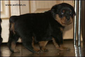 ����� ���������� Rotti's Allyans Vico