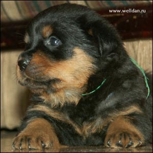 ����� ���������� Rotti's Allyans Vico