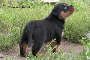 ����� ���������� Rotti's Allyans Vico