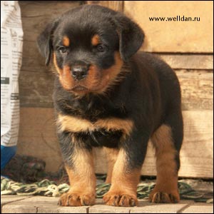 ����� ���������� Rotti's Allyans Vico