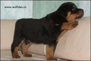 ����� ���������� Rotti's Allyans Vico