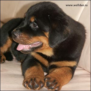 ����� ���������� Rotti's Allyans Vico