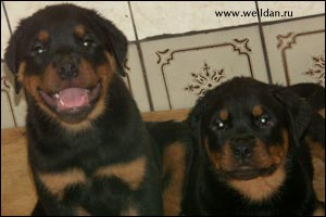 ����� ���������� Rotti's Allyans Vico