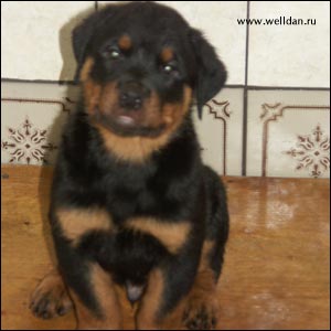 ����� ���������� Rotti's Allyans Vico