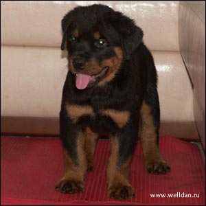 ����� ���������� Rotti's Allyans Vico