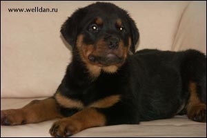 ����� ���������� Rotti's Allyans Vico