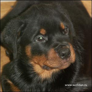 ����� ���������� Rotti's Allyans Vico
