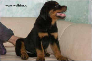����� ���������� Rotti's Allyans Vico