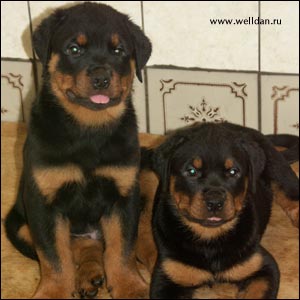 ����� ���������� Rotti's Allyans Vico