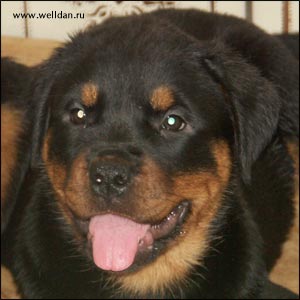 ����� ���������� Rotti's Allyans Vico