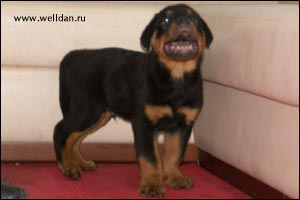 ����� ���������� Rotti's Allyans Vico