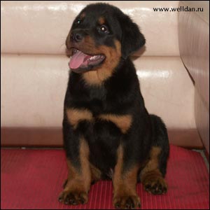 ����� ���������� Rotti's Allyans Vico