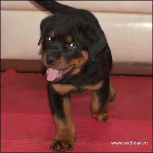 ����� ���������� Rotti's Allyans Vico
