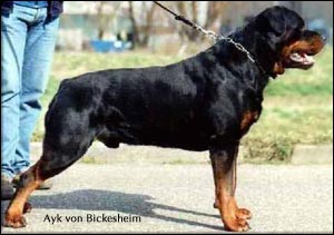 ��������� Ayk von Bickesheim