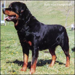 ��������� Bulli vom Hungerb&uuml;hl