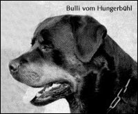 Bulli vom Hungerb&uuml;hl