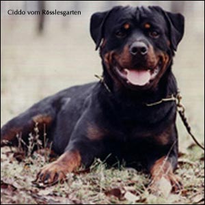 ��������� Ciddo vom R&ouml;sslesgarten