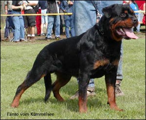 Fanto vom K&uuml;mmelsee