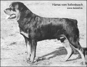 ��������� Harras vom Sofienbusch