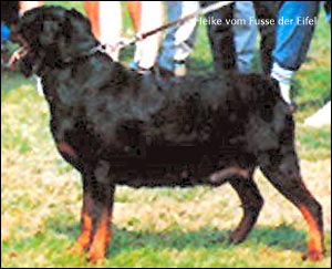 ��������� Heike vom Fusse der Eifel