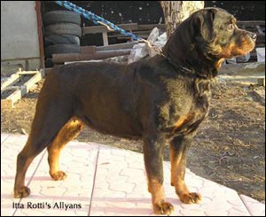 ��������� Itta Rotti's Allyans