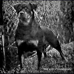 ��������� Itta vom Zimmerplatz