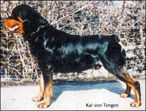 ��������� Kai von Tengen