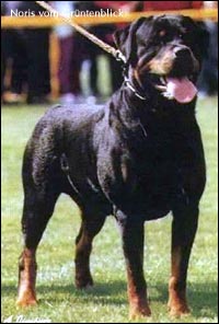 ��������� Noris vom Gr&uuml;ntenblick