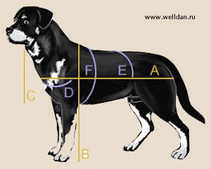 ������ ����������