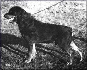 ��������� Thor